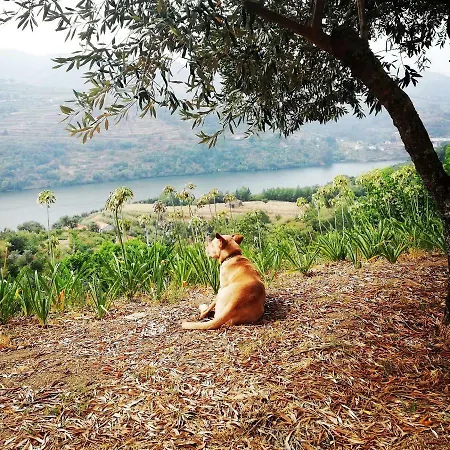 Casa Da Mouta - Douro Valley Baião