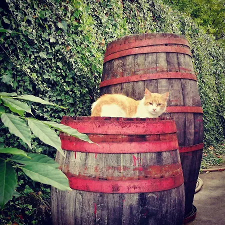 Casa Da Mouta - Douro Valley Casa de Férias