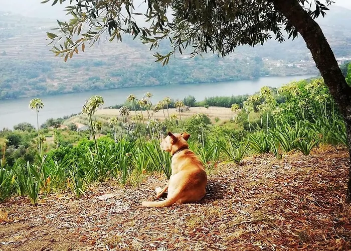 Casa Da Mouta - Douro Valley 바이아오