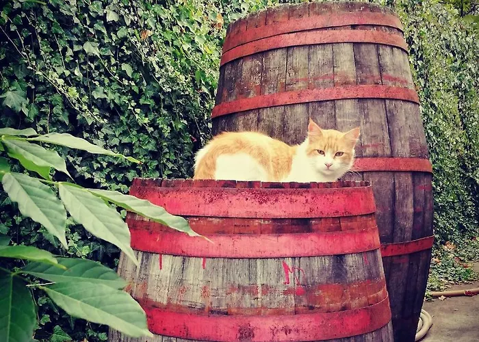 Casa Da Mouta - Douro Valley Дом отдыха